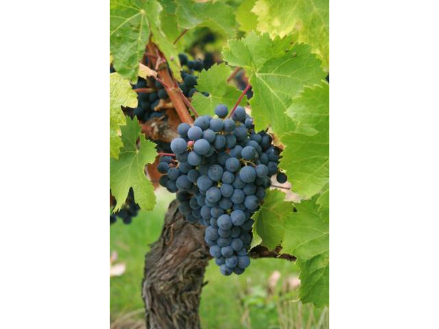 Saint Nicolas de Bourgueil 